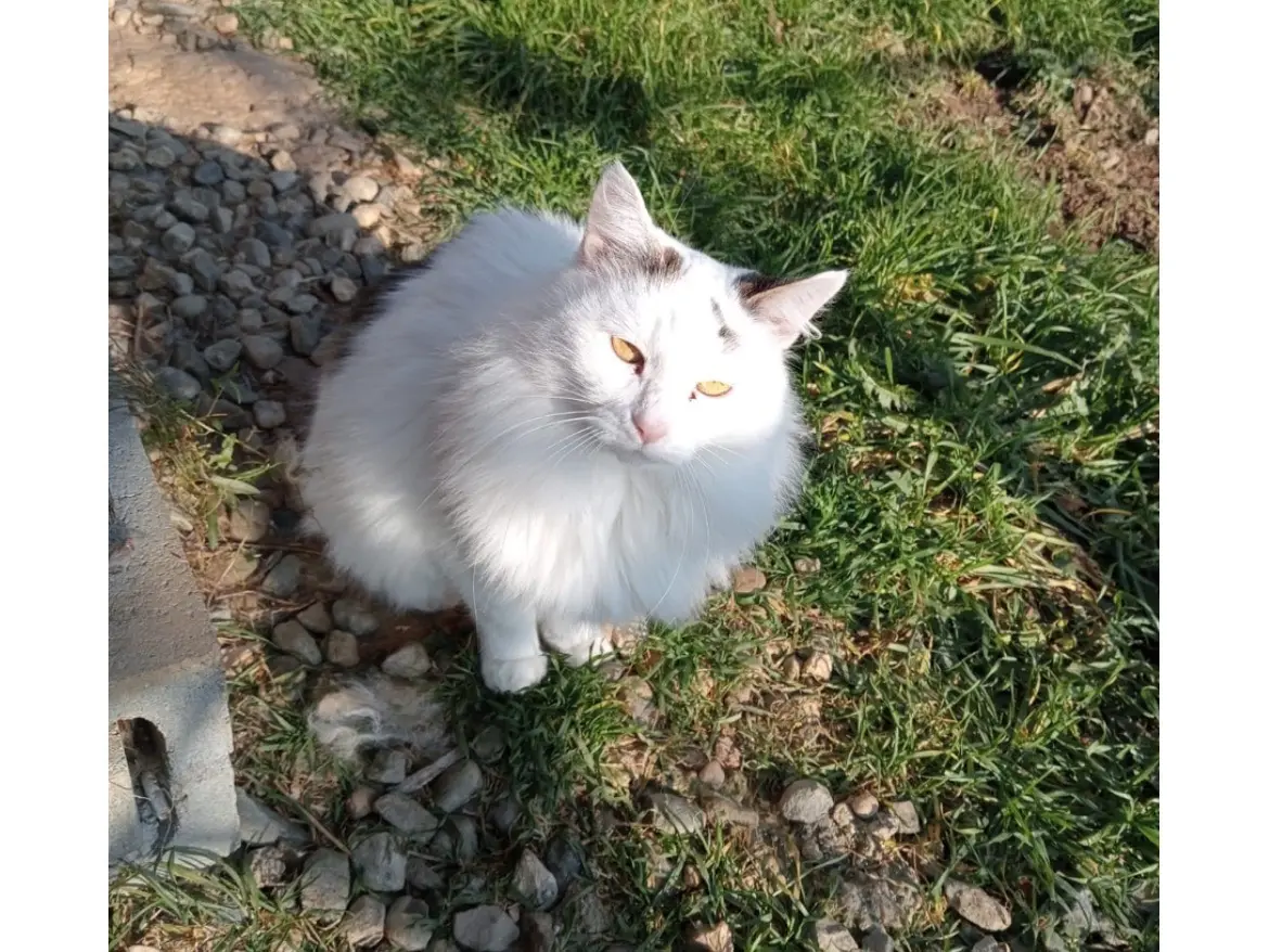 Adozione gatto, femmina, Razza sconosciuta Razza sconosciuta, 7 anni e 2 mesi, taglia non valida, Torino