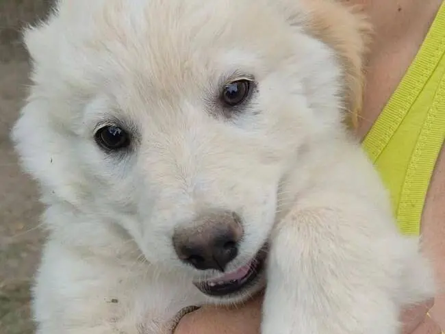 Adotta un cane, taglia media, maschio, Roma