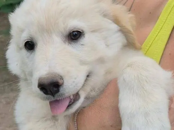 Adotta un cane, maschio, 3 mesi, Roma
