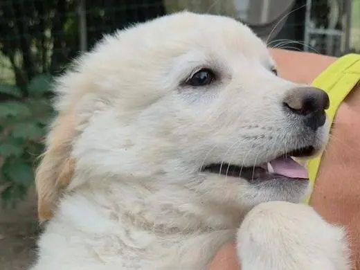 Adozione cane, maschio, Razza sconosciuta Razza sconosciuta, 3 mesi, taglia media, Roma