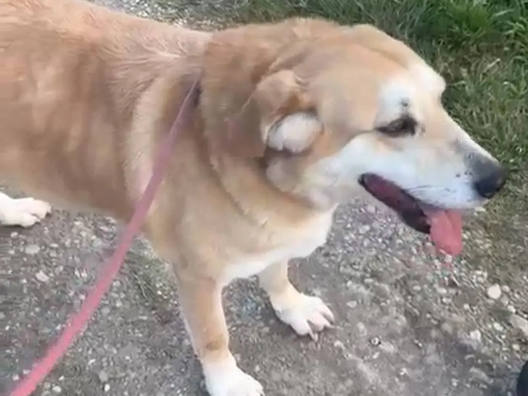 Adozione cane, maschio, Razza sconosciuta Razza sconosciuta, 8 anni e 4 mesi, taglia grande, Pavia