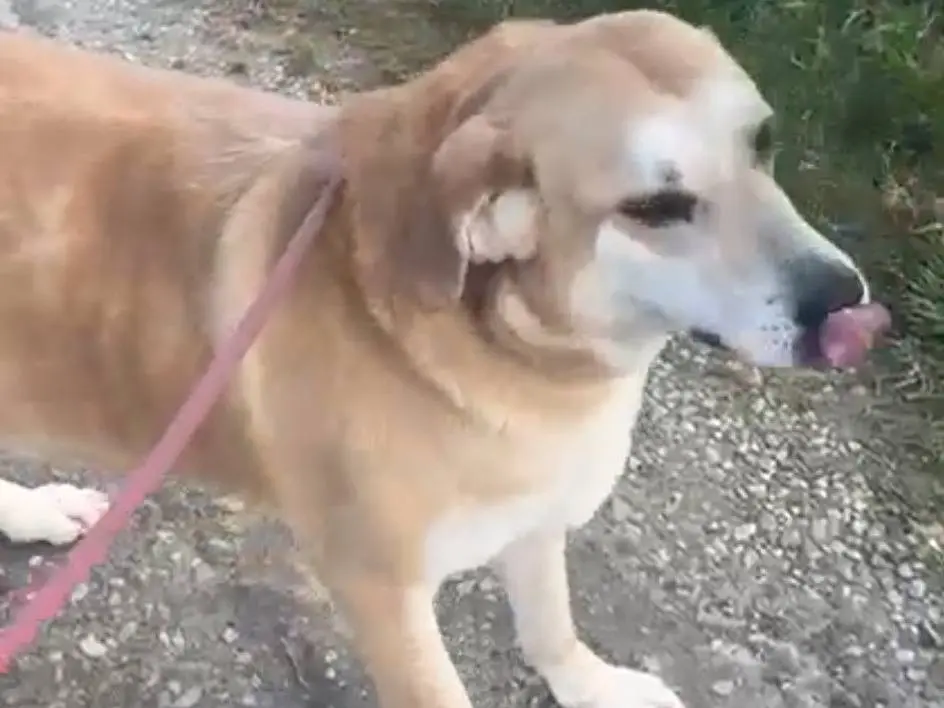 Adotta un cane, maschio, 8 anni e 4 mesi, Pavia