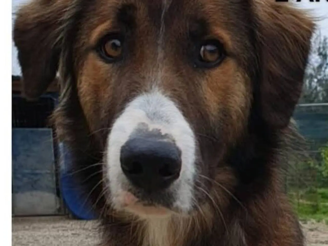 Adotta un cane, taglia media, maschio, Chieti
