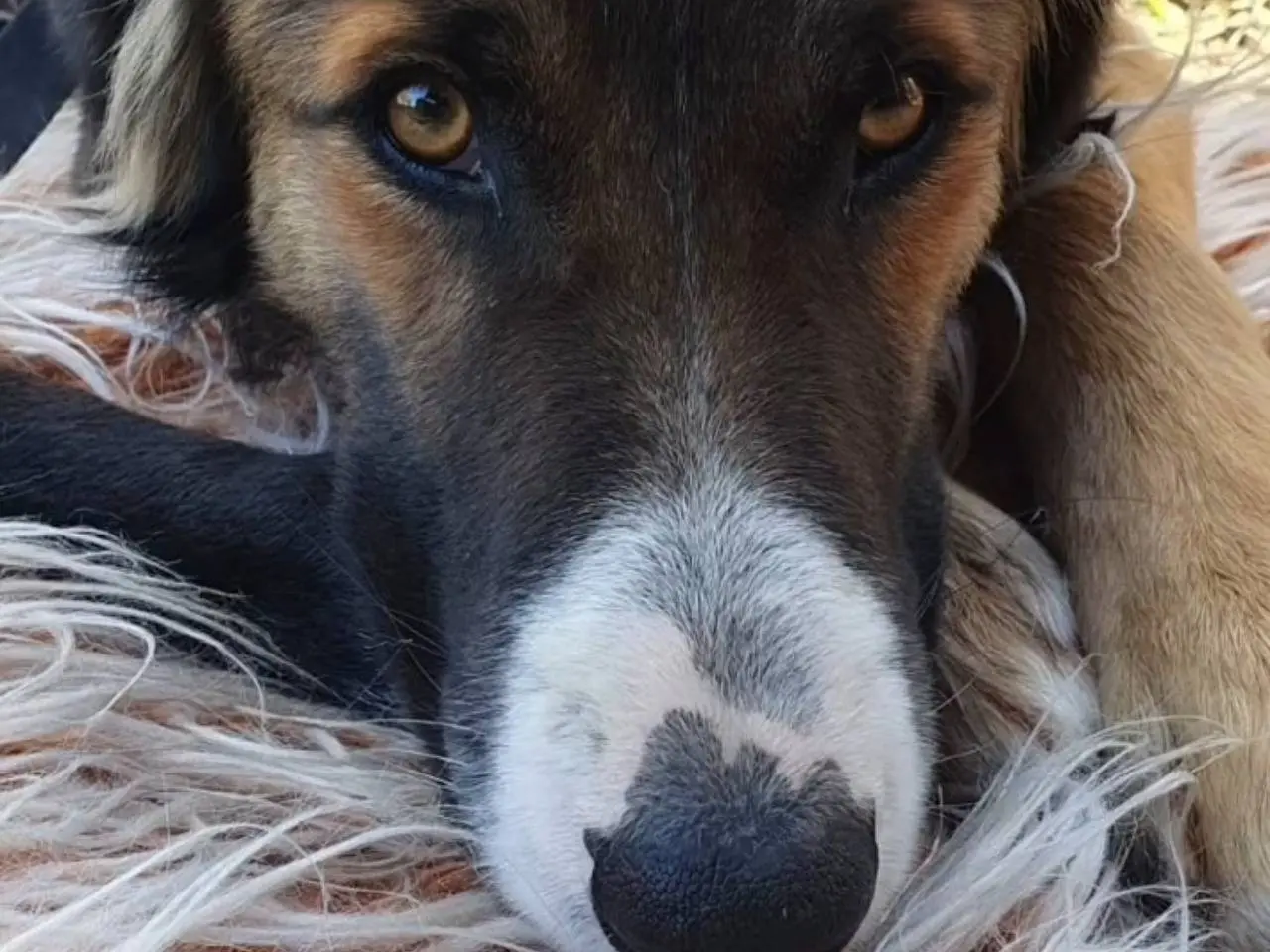 Vuoi adottare un cane a Chieti?
