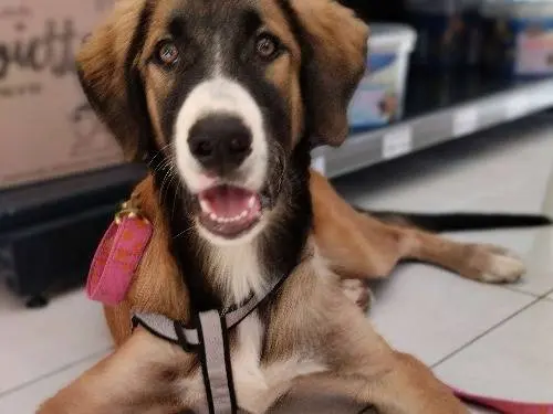 Adozione cane, maschio, Razza sconosciuta Razza sconosciuta, 4 anni e 7 mesi, taglia media, Chieti