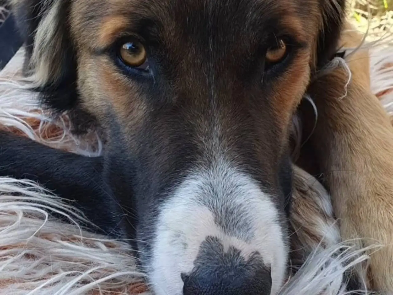 Adotta un cane, maschio, 4 anni e 7 mesi, Chieti