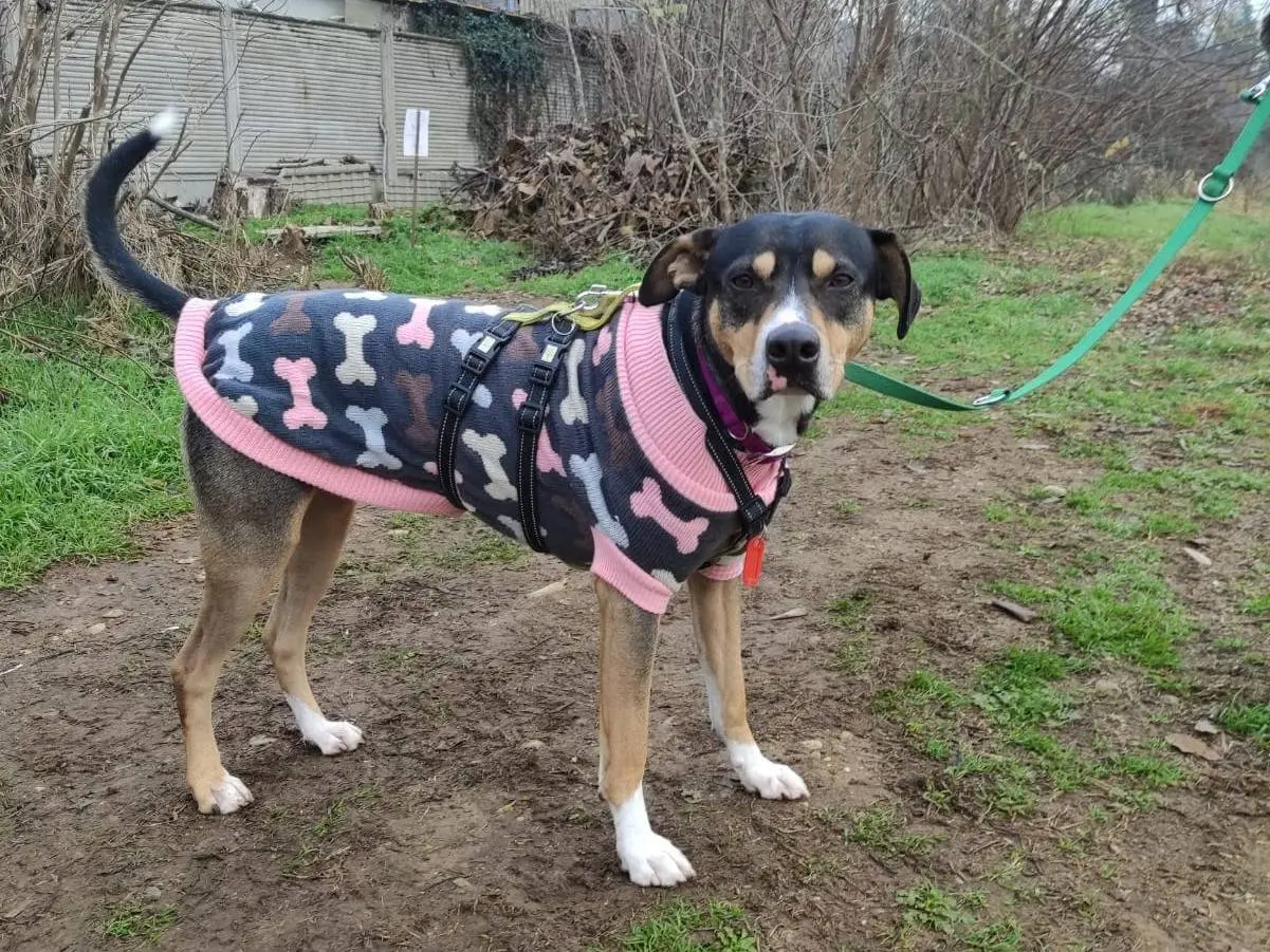 Adotta il cane Pongo a Milano