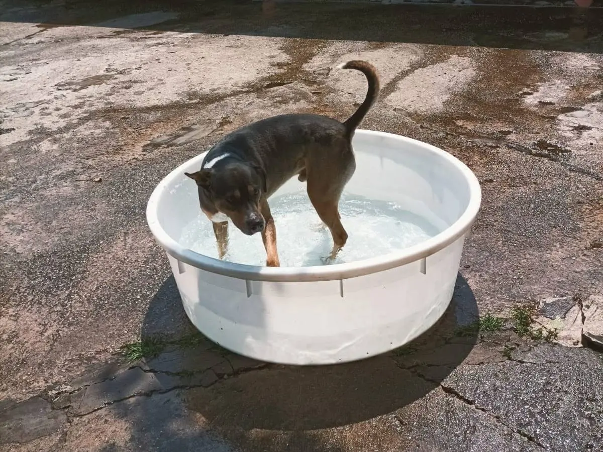 Vuoi adottare un cane a Milano?