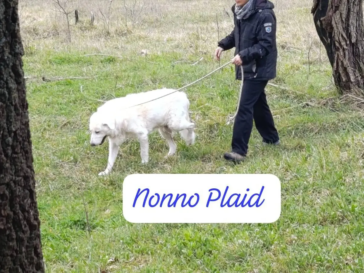 Foto 3 dell'animale