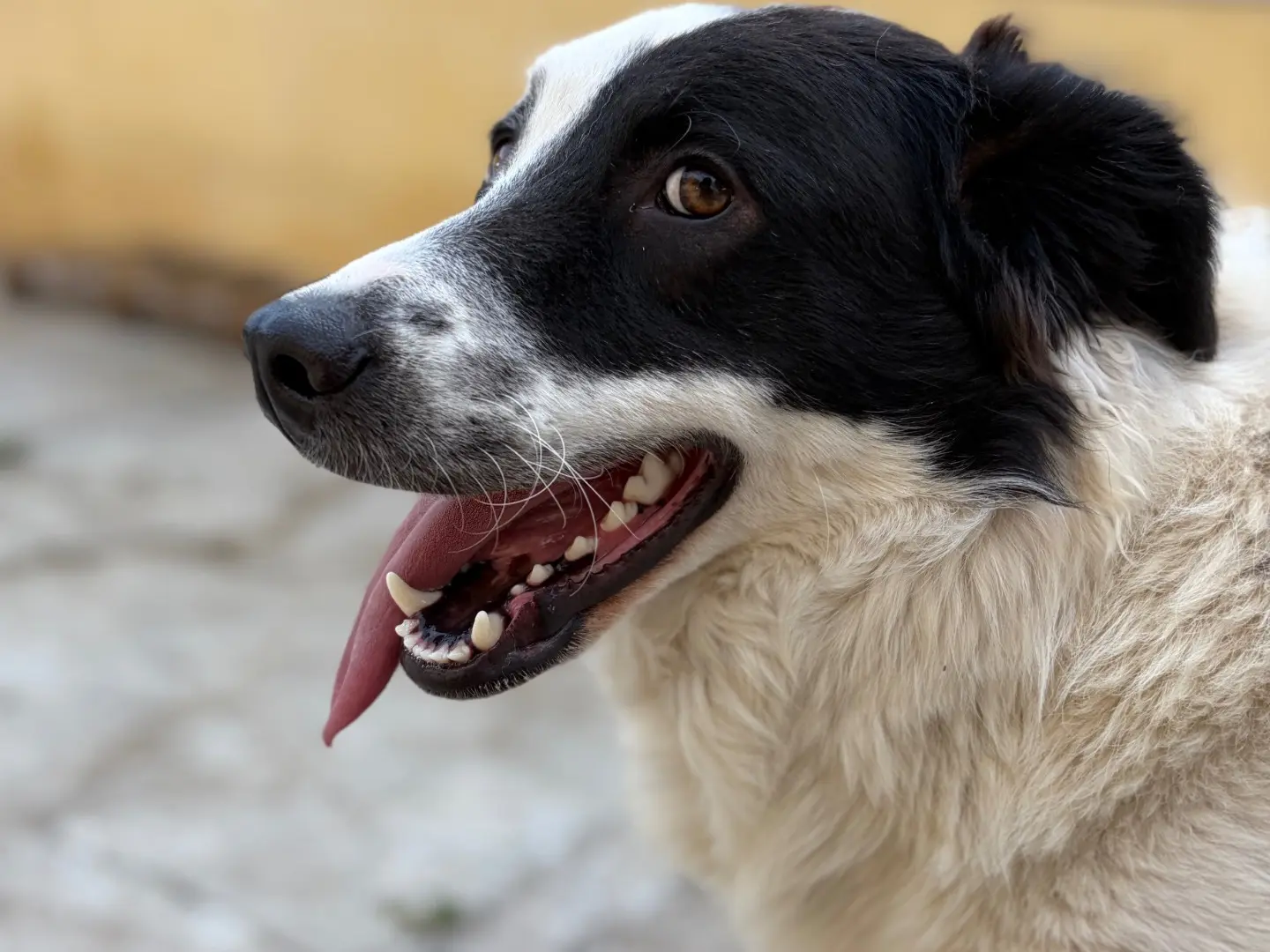 Adozione cane, maschio, Razza sconosciuta Razza sconosciuta, 1 anno e 6 mesi, taglia grande, Milano