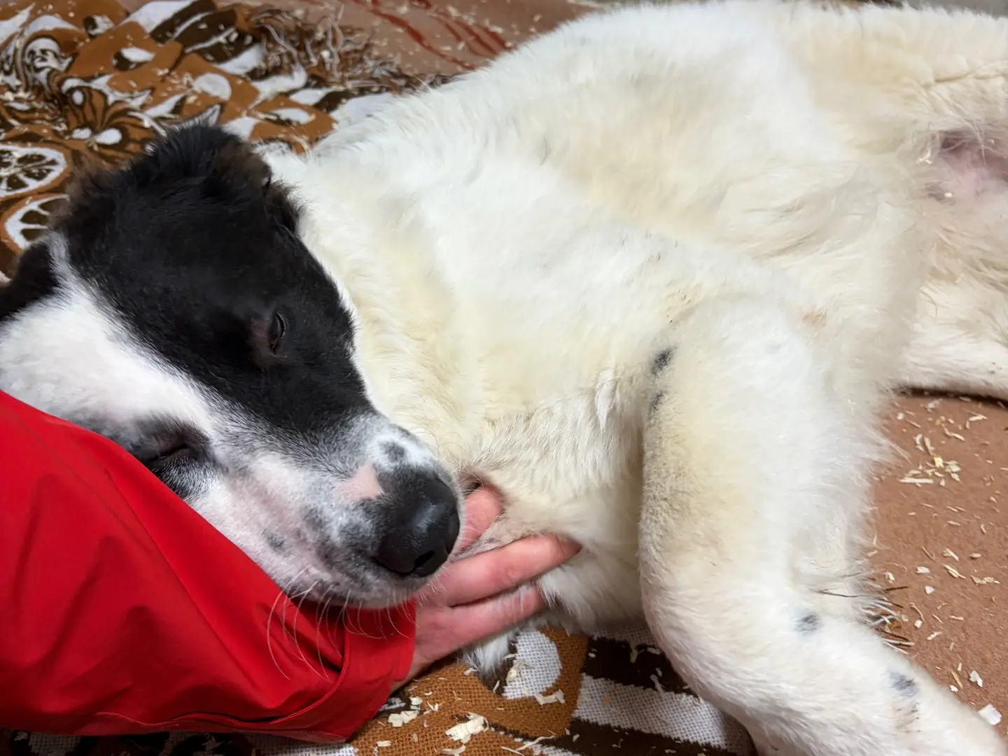 Adotta il cane Gigio a Milano