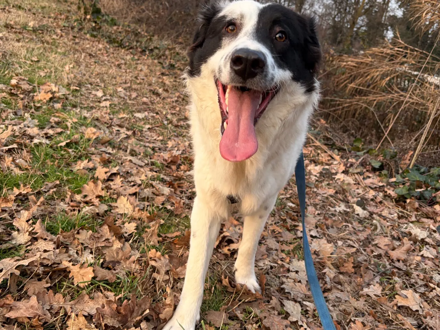 Adotta un cane, maschio, 1 anno e 6 mesi, Milano