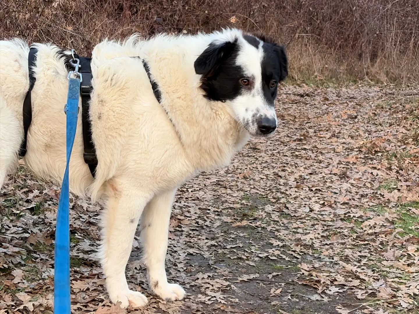 Adotta un cane, taglia grande, maschio, Milano