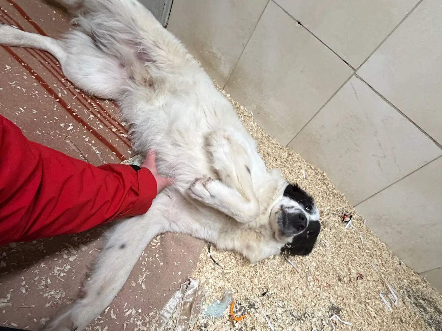 Vuoi adottare un cane a Milano?