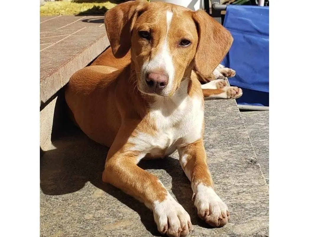 Vuoi adottare un cane a Como?