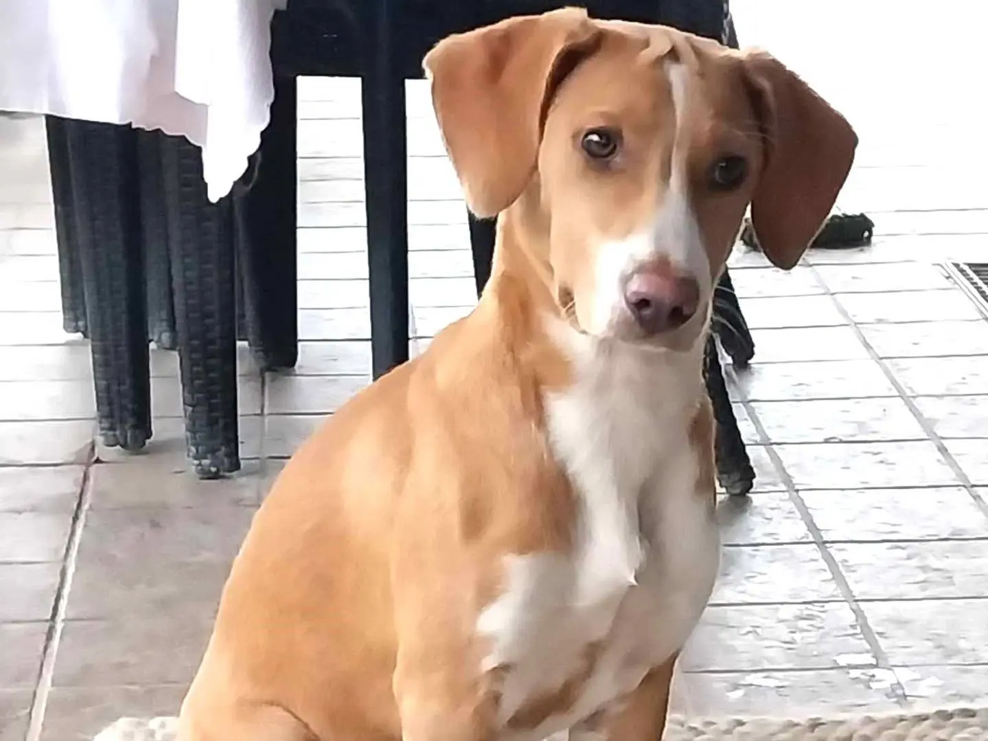 Adotta il cane DIAMOND a Como
