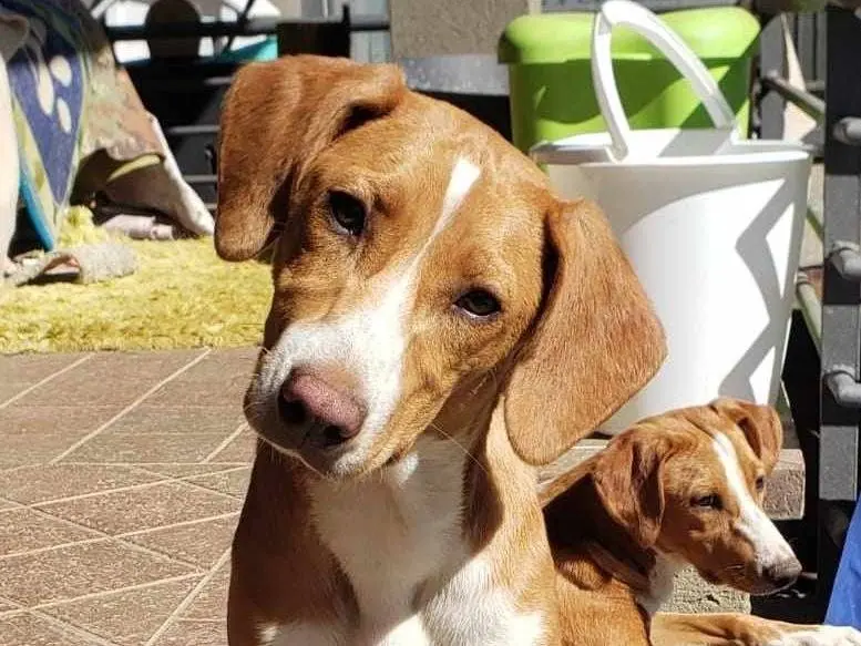 Adozione cane, femmina, meticcio, 3 anni, taglia media contenuta, Como