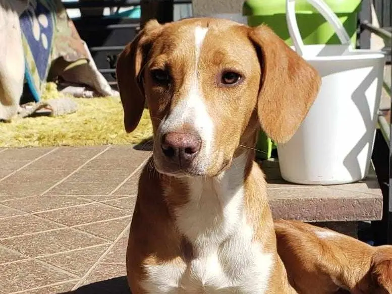 Adotta un cane, femmina, 3 anni, Como