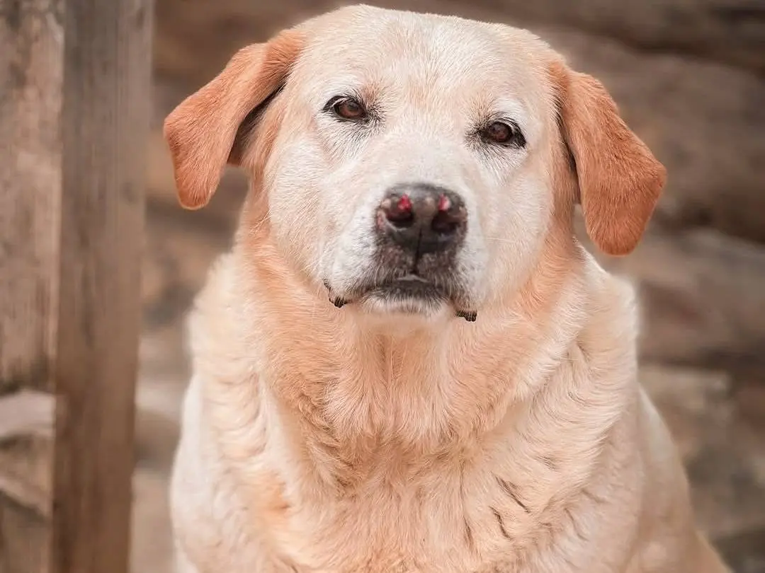 Adozione cane, femmina, Labrador Retriever Razza sconosciuta, 8 anni e 2 mesi, taglia grande, Crotone