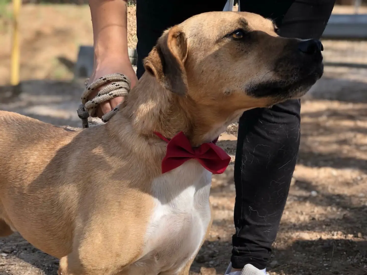 Adotta il cane Bublè a Latina
