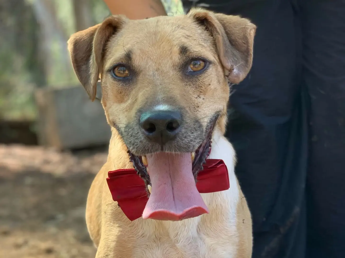 Adotta un cane, maschio, 6 anni e 9 mesi, Latina