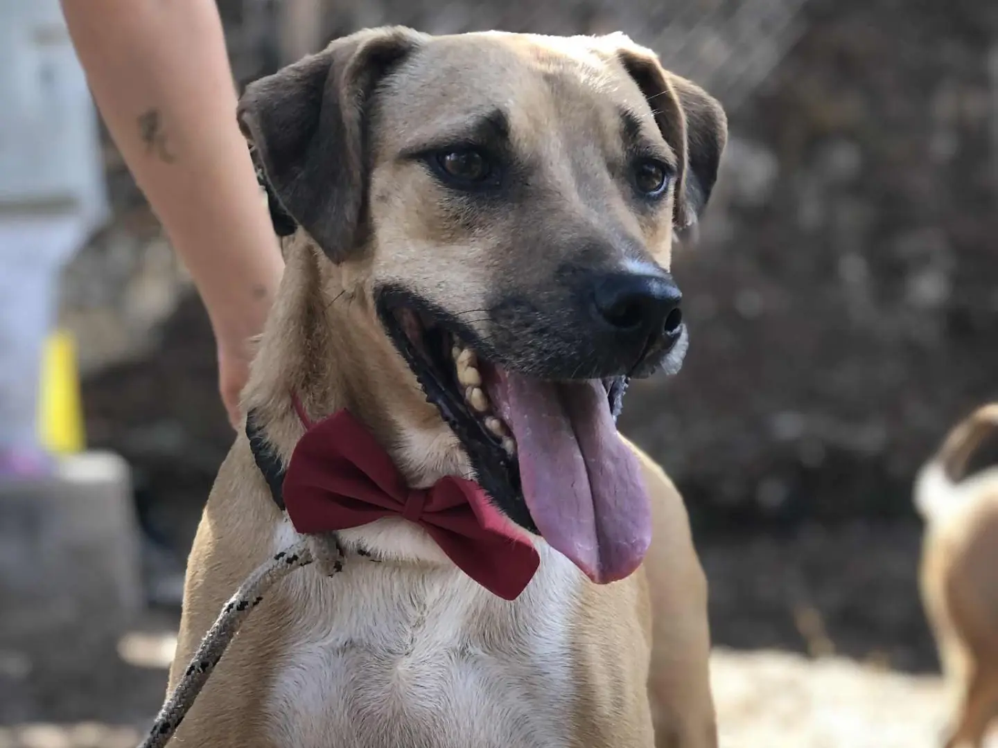 Adozione cane, maschio, Razza sconosciuta Razza sconosciuta, 6 anni e 9 mesi, taglia media, Latina