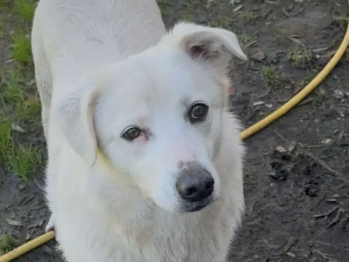 Adotta un cane, taglia media, femmina, Crotone