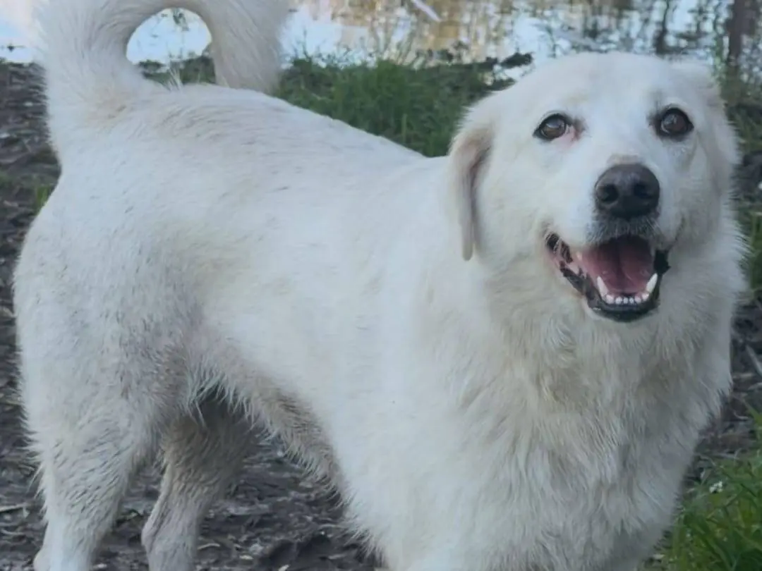 Adotta un cane, femmina, 2 anni e 9 mesi, Crotone