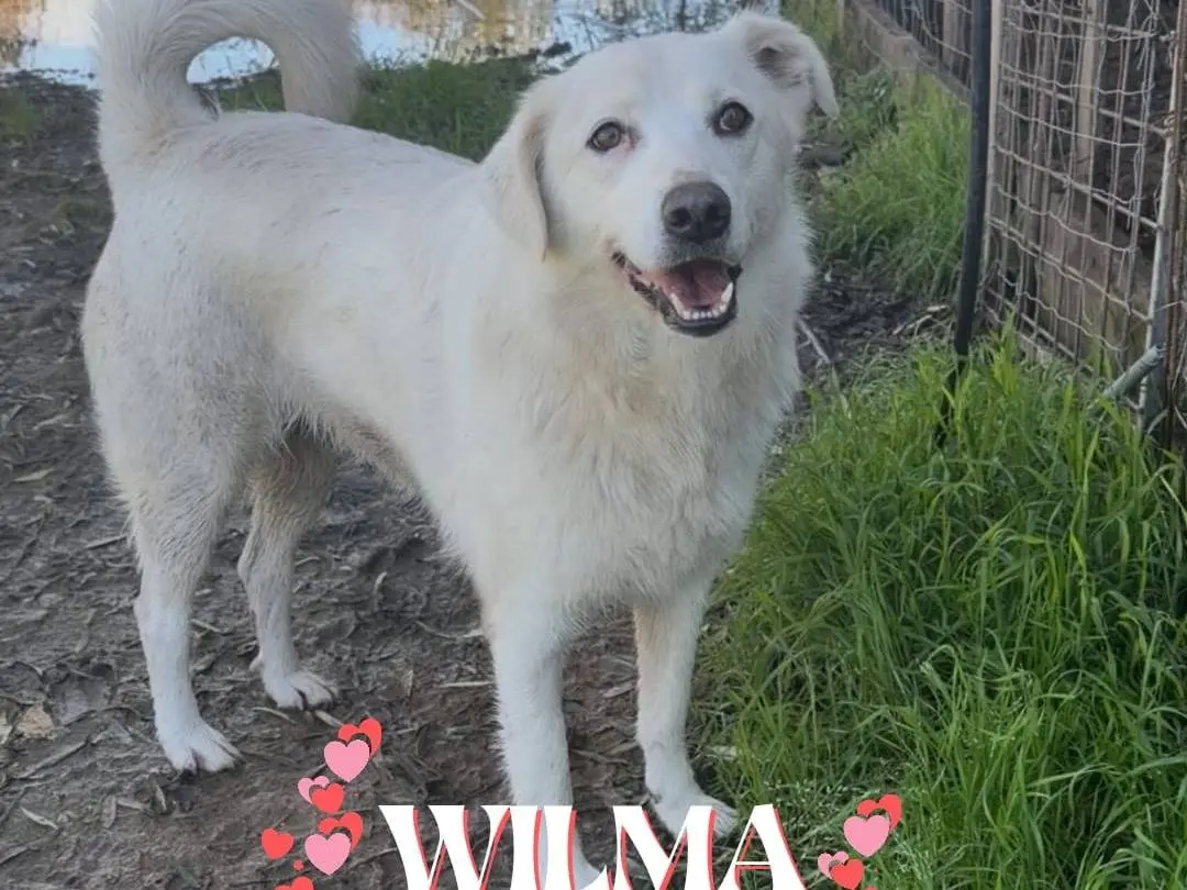 Adozione cane, femmina, Razza sconosciuta Razza sconosciuta, 2 anni e 9 mesi, taglia media, Crotone