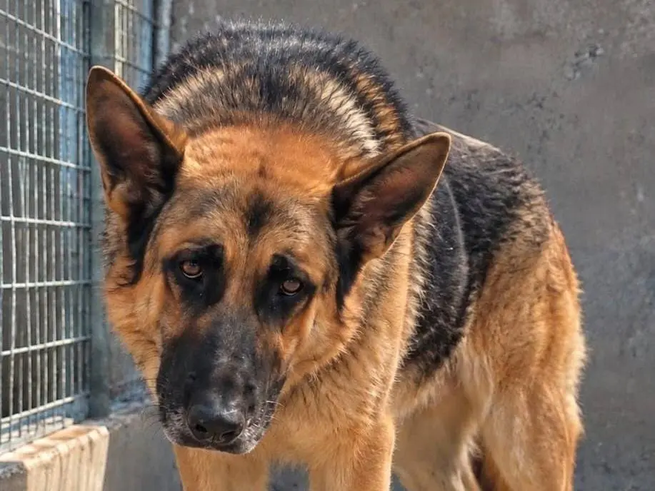 Adotta un cane, maschio, 7 anni e 1 mese, Brescia