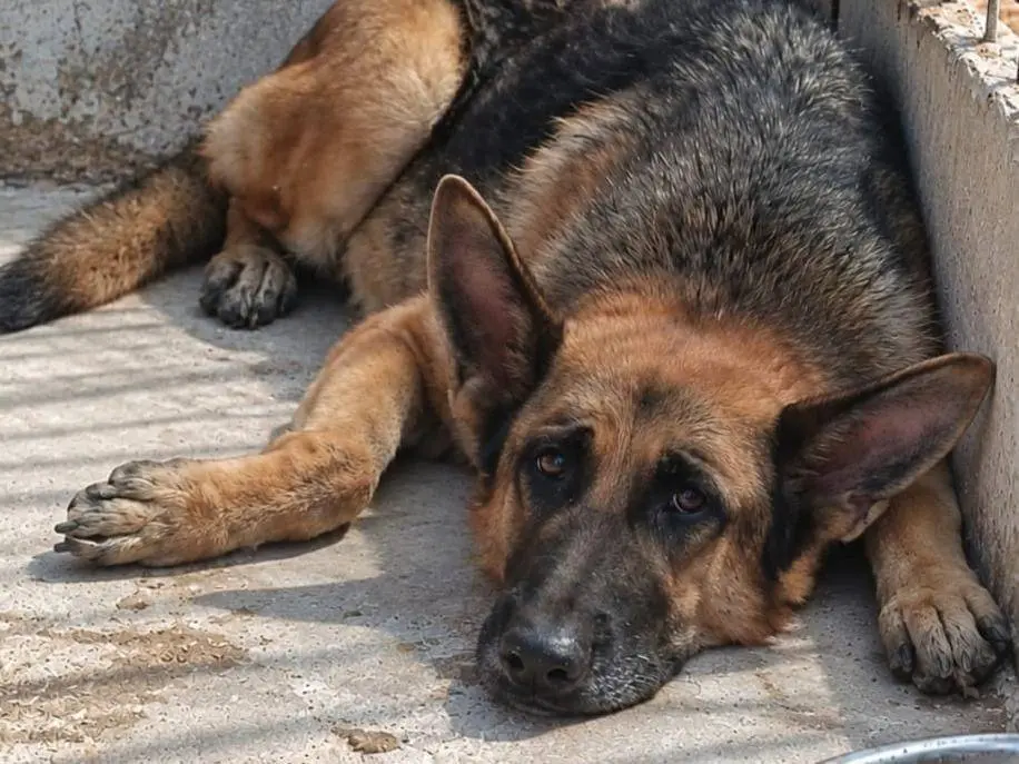 Adozione cane, maschio, Pastore tedesco Razza sconosciuta, 7 anni e 1 mese, taglia grande, Brescia