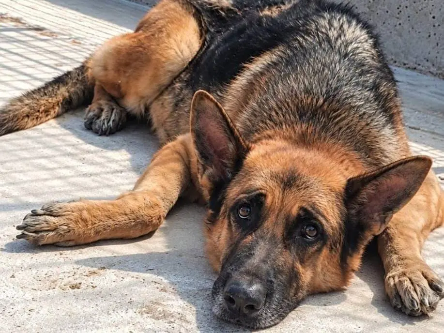 Adotta un cane, taglia grande, maschio, Brescia