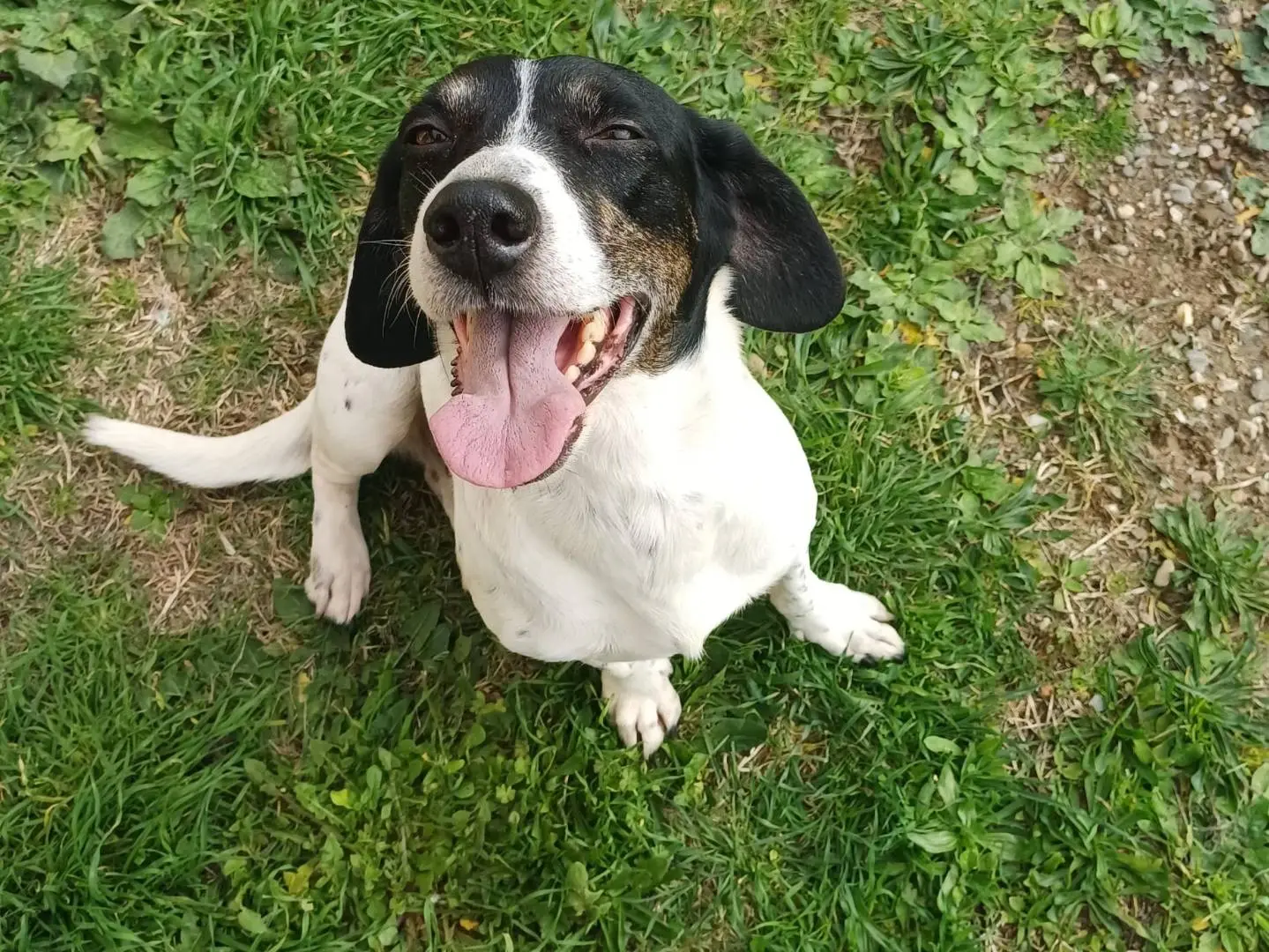 Adozione cane, femmina, Razza sconosciuta Razza sconosciuta, 1 anno e 9 mesi, taglia media contenuta, Cagliari