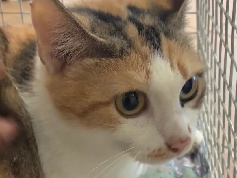 Adozione gatto, femmina, Razza sconosciuta Razza sconosciuta, 7 mesi, taglia non valida, Torino