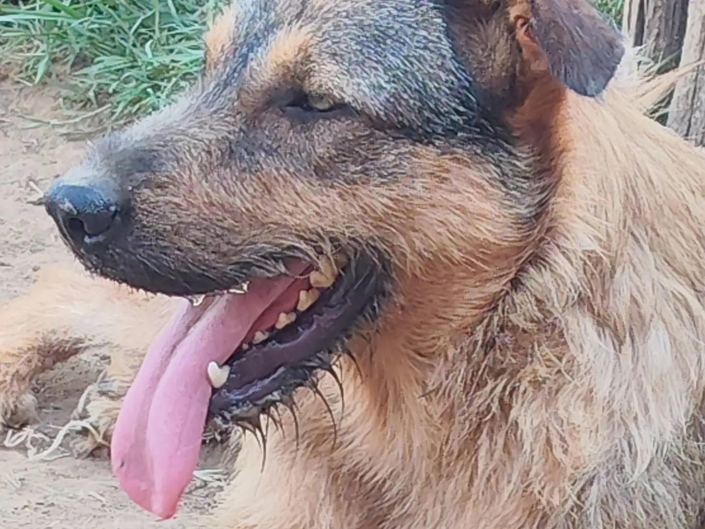 Adozione cane, maschio, Razza sconosciuta Razza sconosciuta, 2 anni e 2 mesi, taglia grande, Catanzaro