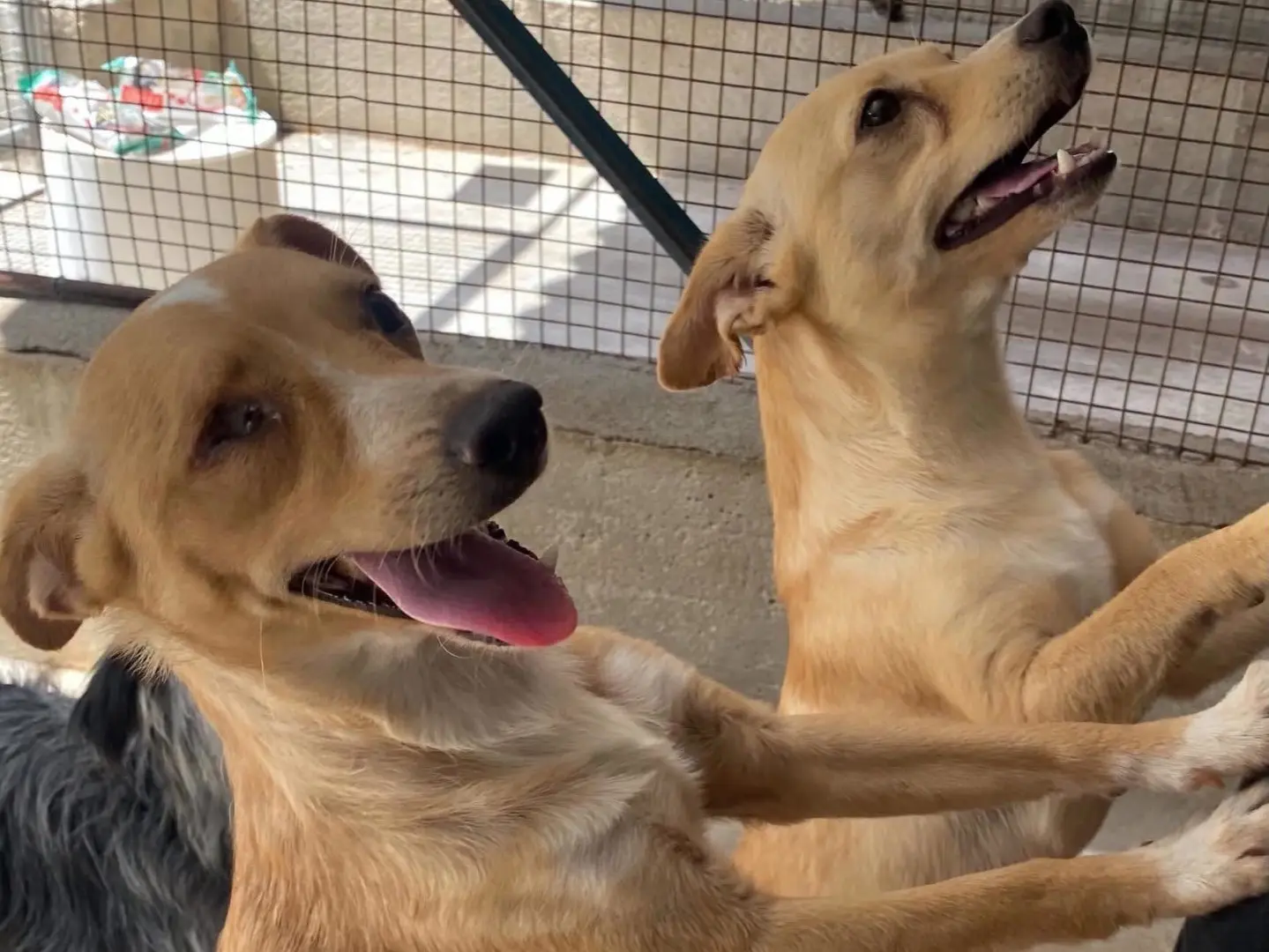 Adotta il cane ARTUR a Latina