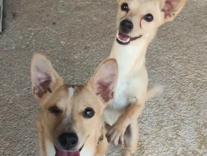Vuoi adottare un cane a Latina?
