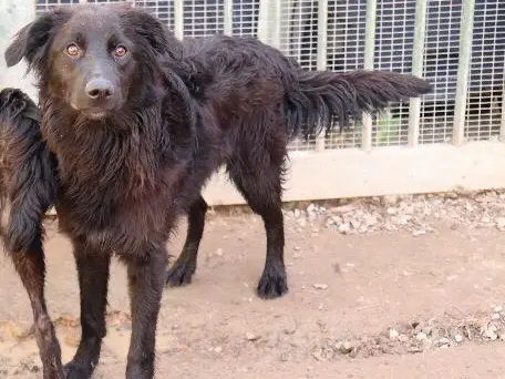 Adozione cane, femmina, Razza sconosciuta Razza sconosciuta, 2 anni e 1 mese, taglia media contenuta, Sud