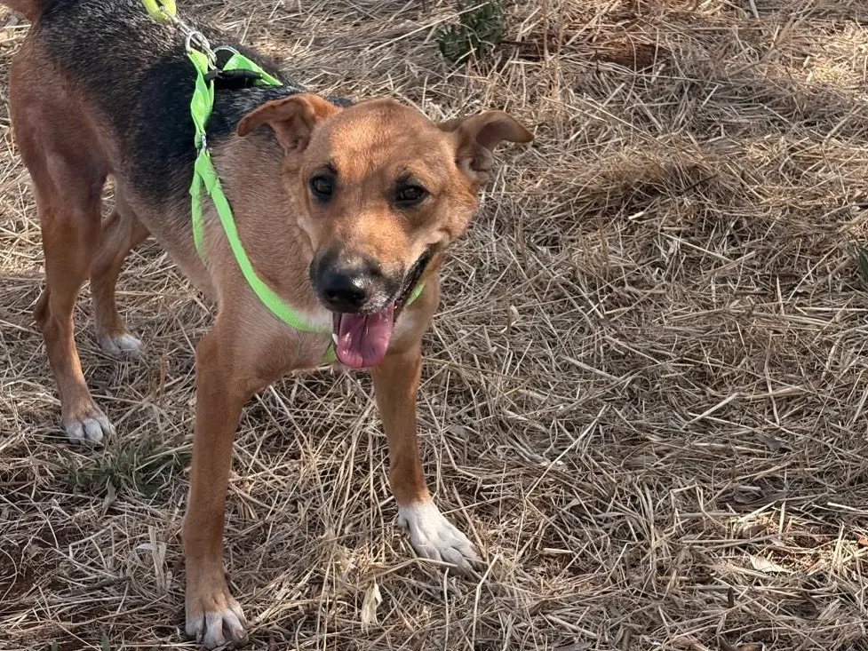 Adozione cane, femmina, Razza sconosciuta Razza sconosciuta, 2 anni e 5 mesi, taglia media, Taranto