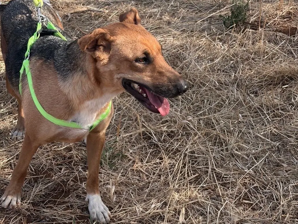 Adotta un cane, femmina, 2 anni e 5 mesi, Taranto