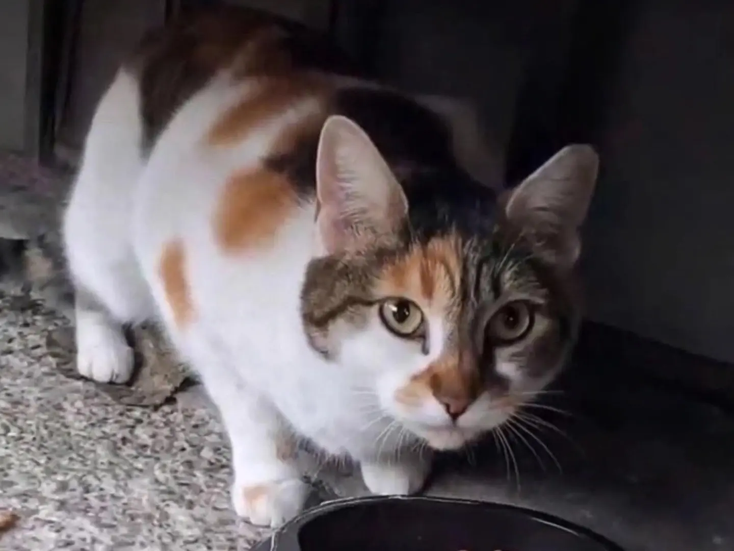 Adozione gatto, femmina, Razza sconosciuta Razza sconosciuta, 2 anni e 3 mesi, taglia non valida, Torino