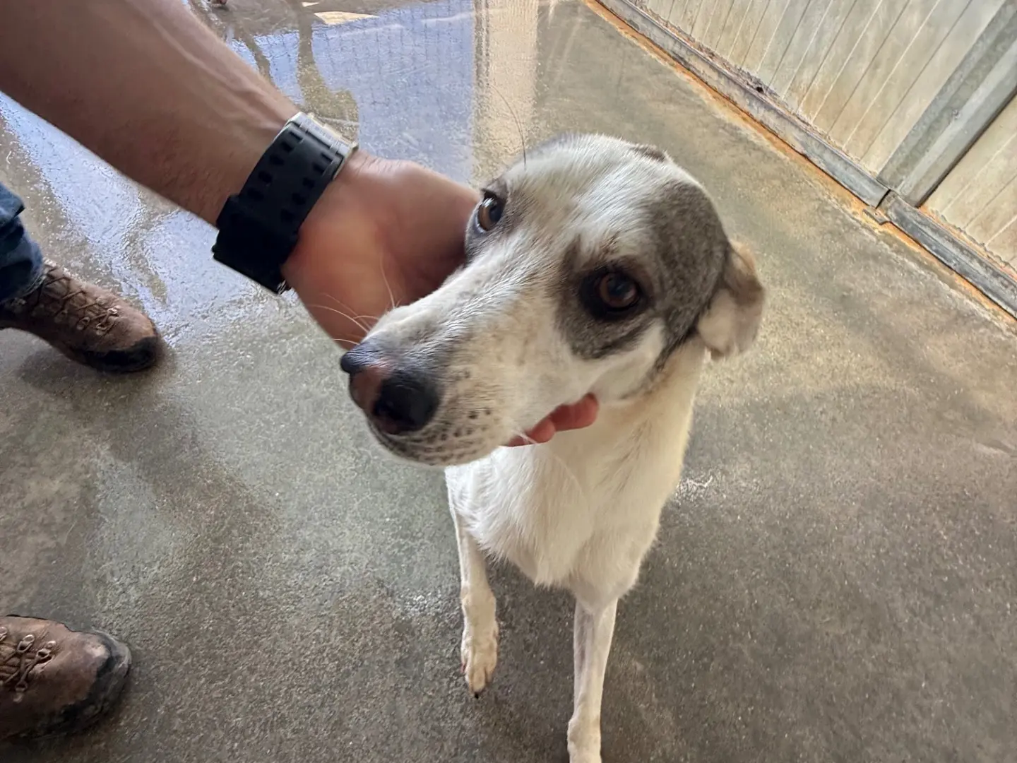 Adotta un cane, femmina, 4 anni e 1 mese, Latina