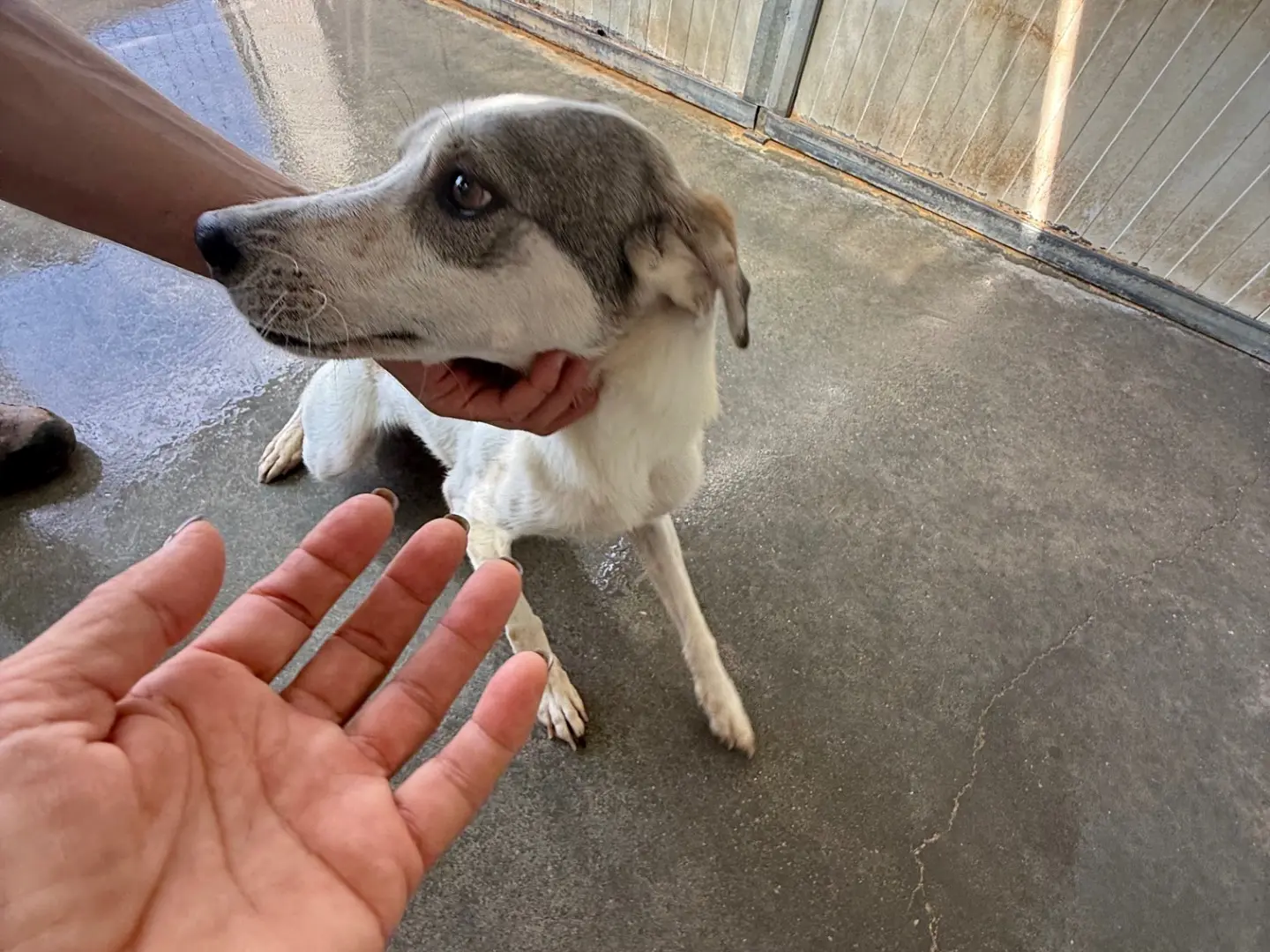 Adozione cane, femmina, Razza sconosciuta Razza sconosciuta, 4 anni e 1 mese, taglia media contenuta, Latina