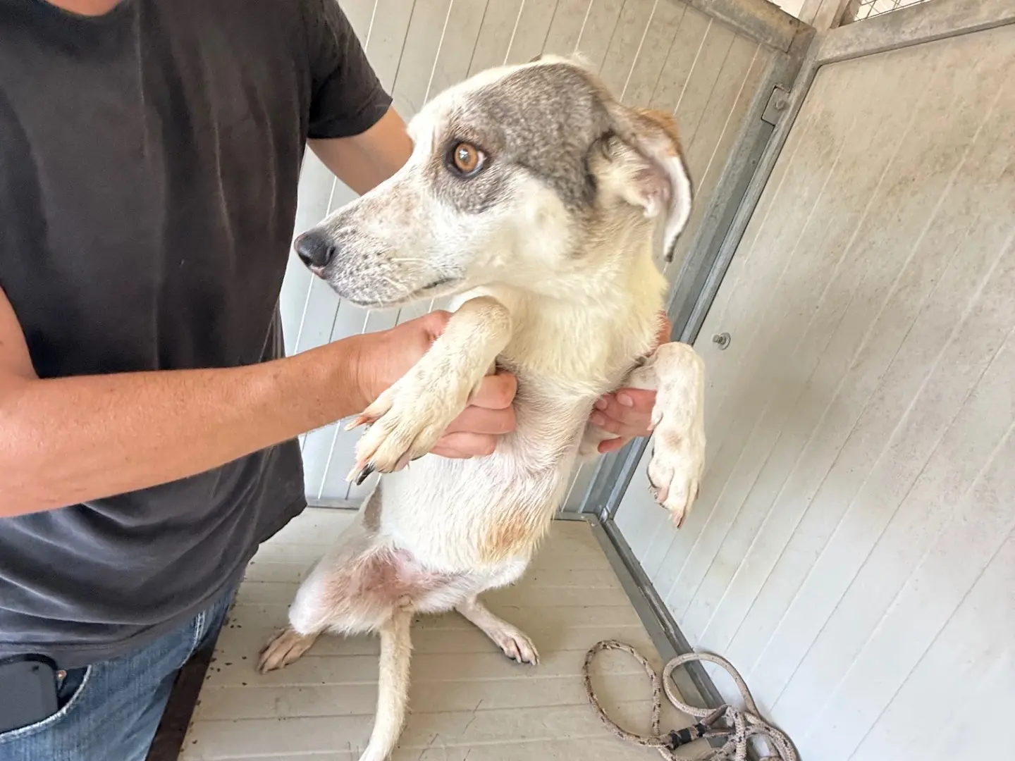 Adotta un cane, taglia media contenuta, femmina, Latina