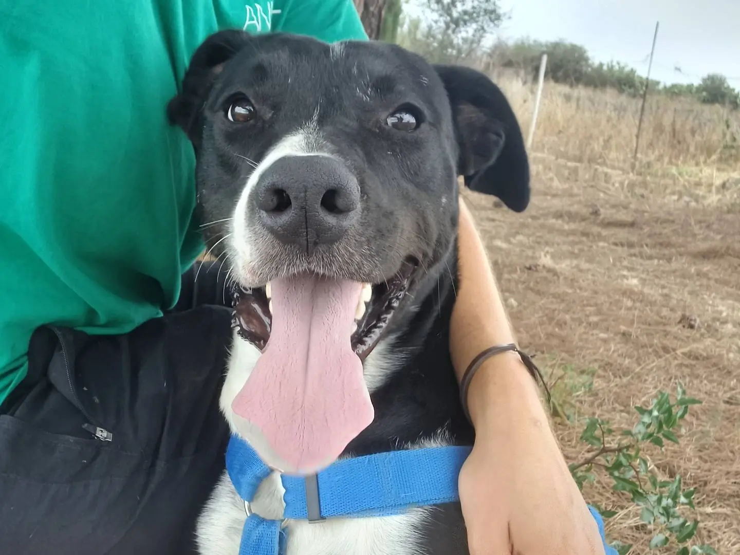 Adotta un cane, maschio, 2 anni e 4 mesi, Lecce