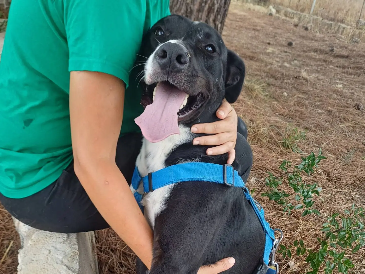 Adotta il cane Dug a Lecce