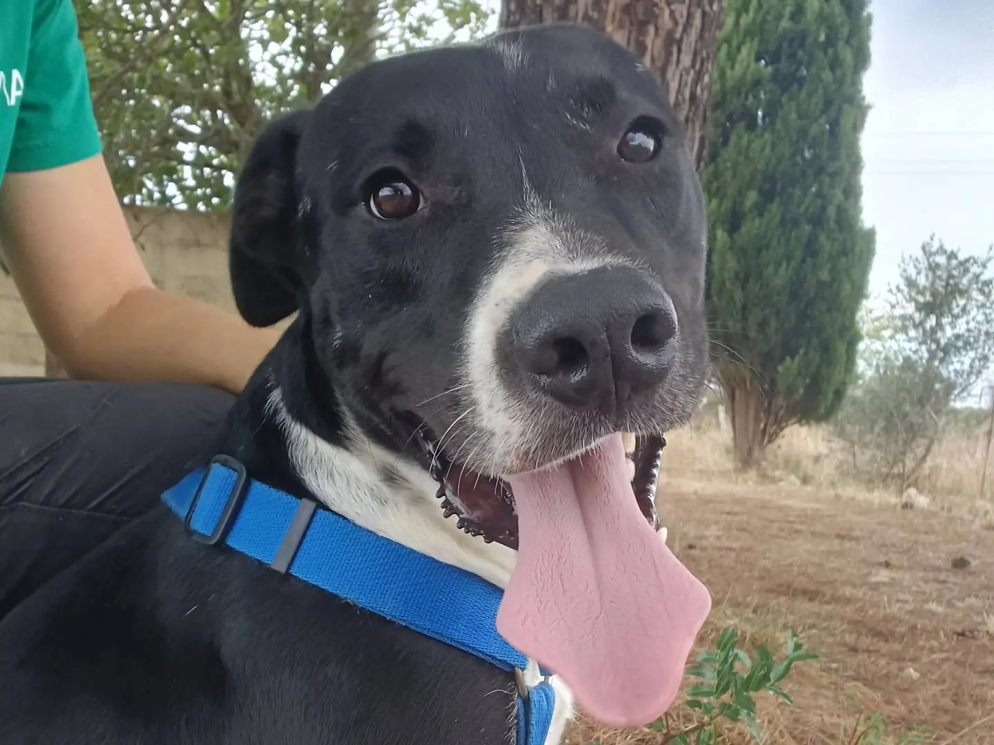 Adozione cane, maschio, Razza sconosciuta Razza sconosciuta, 2 anni e 4 mesi, taglia grande, Lecce