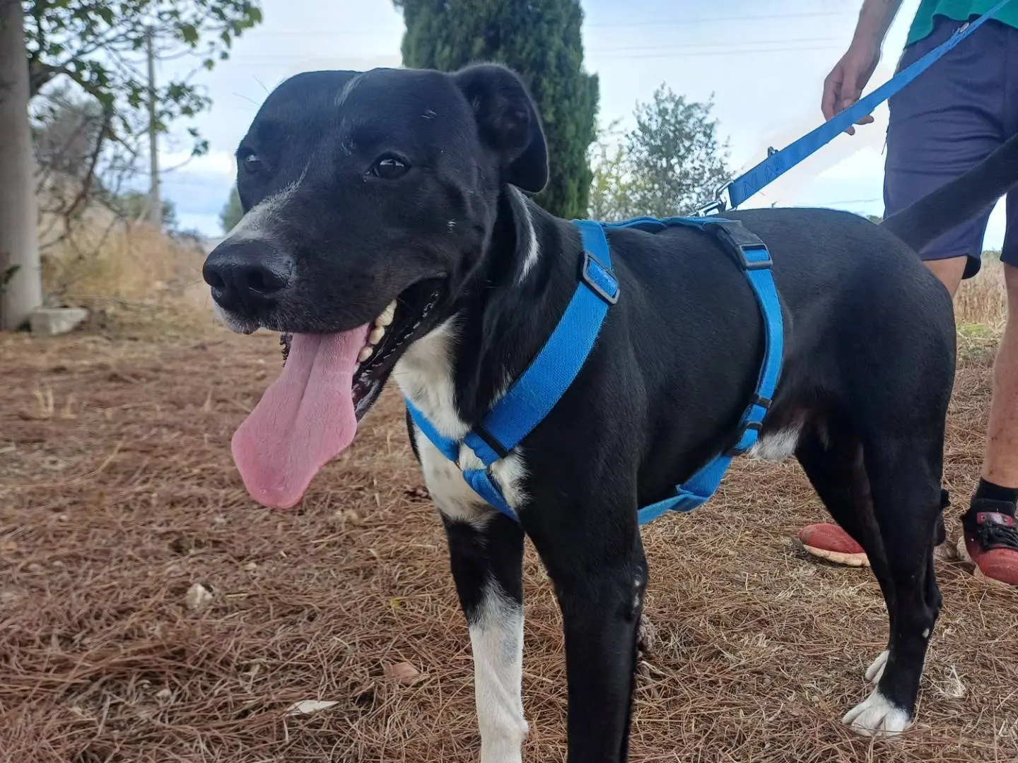 Adotta un cane, taglia grande, maschio, Lecce