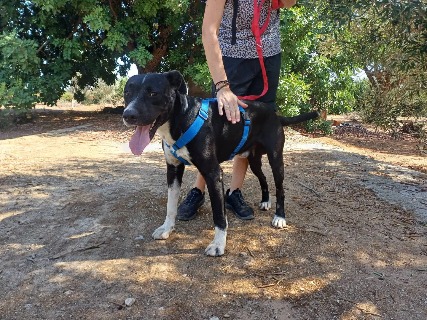 Vuoi adottare un cane a Lecce?