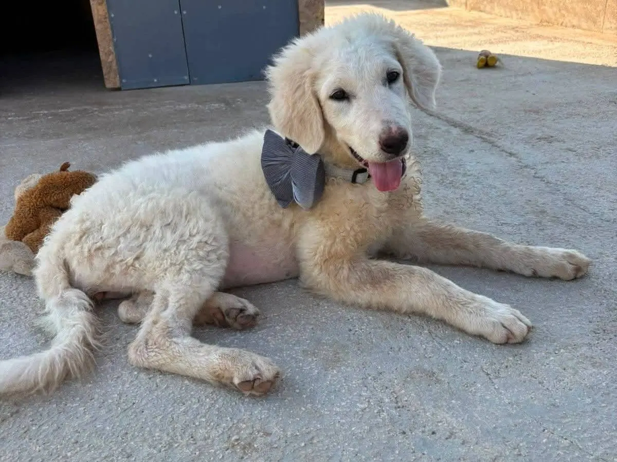 Adotta un cane, femmina, 7 mesi, Bari
